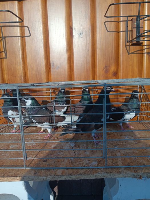 Gołębie zamojskie murzyny roztoczanskie