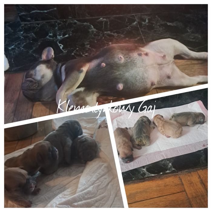 Buldog francuski Lejdi po championce Polski 2025