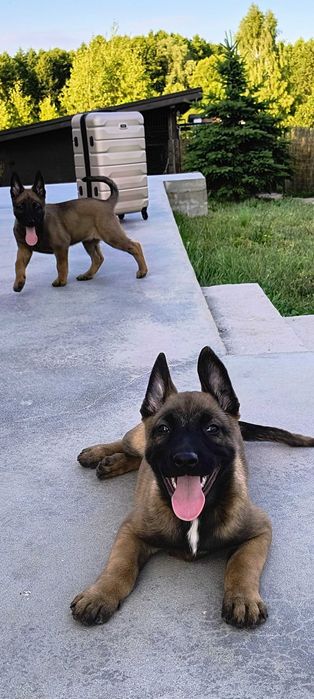 Малінуа бельгійська вівчарка! Батьки працюють по пошуку!