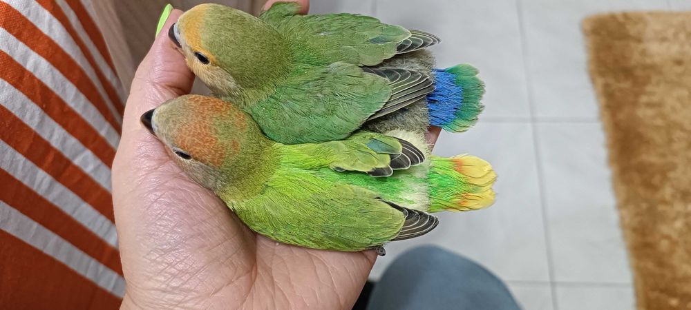 Caturras e Agapornis sexados