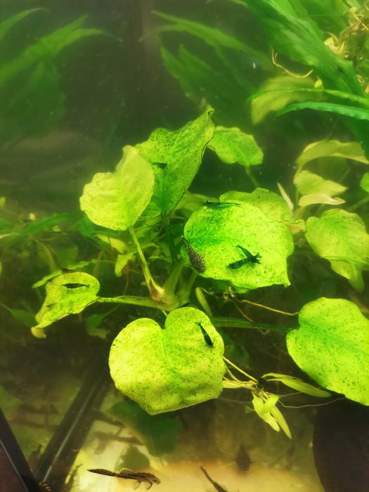 Anubias, rogatek, mech