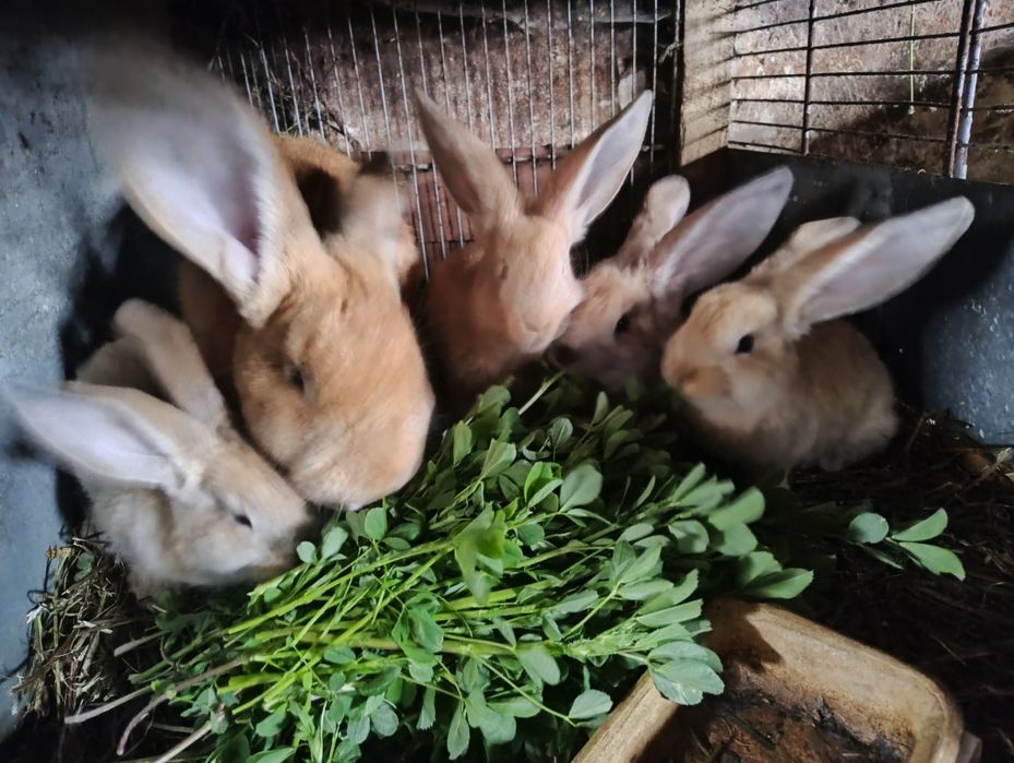 Króliki 9 tyg sprzedam