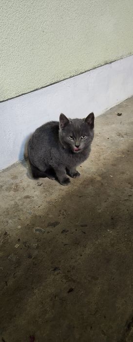 Кошеня в добрі руки