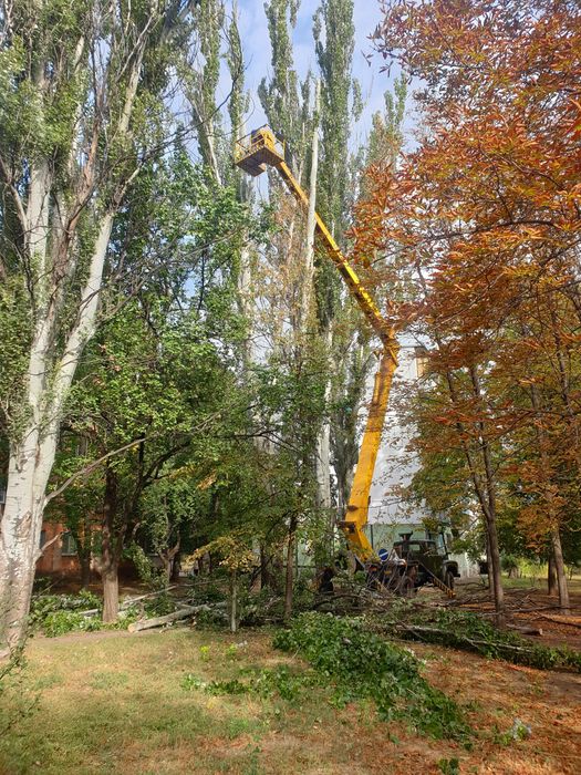 Спил дерев з автовишки | Санітарна обрізка, омолодження, кронування