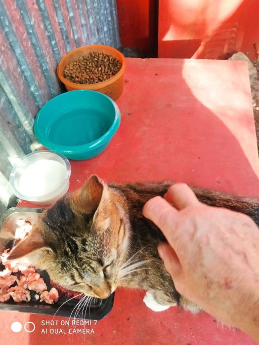 dwie kotki do adopcji