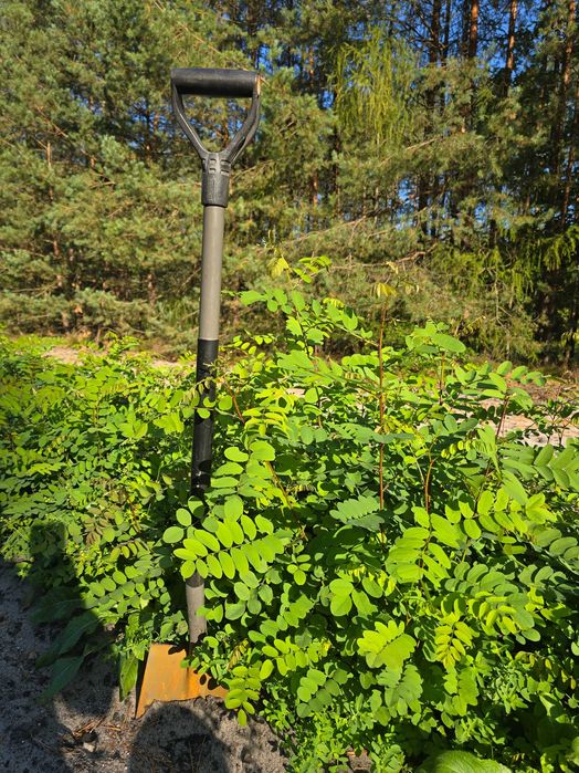 Akacja,Robinia Akacjowa,Grochodrzew,Robinia pseudoacacia sadzonki wys. 30-60 cm,wysyłka,żywopłot,zalesienia,podkładki do szczepień