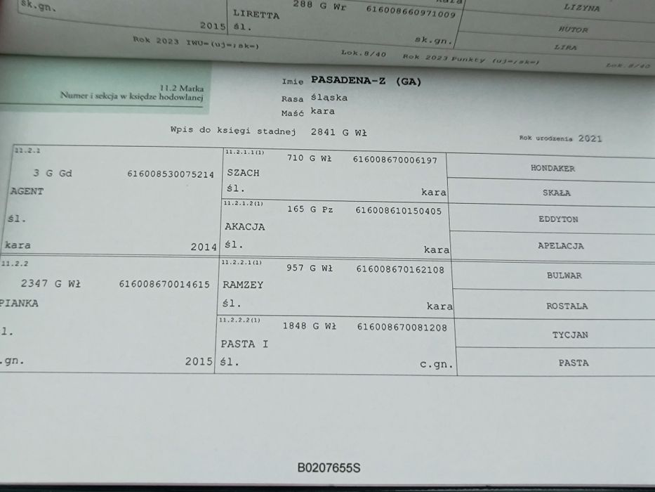Klacz śląska kara, super pochodzenie