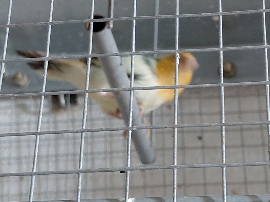 Diamante papagaio macho.