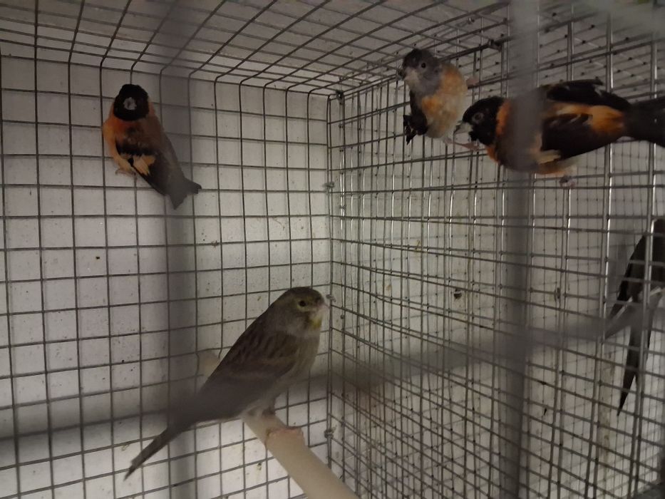 Várias aves para ceder