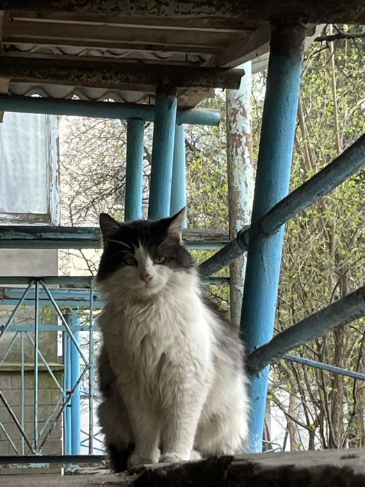 Котик шукає родину