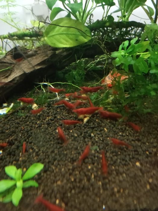 Krewetki bloody mary