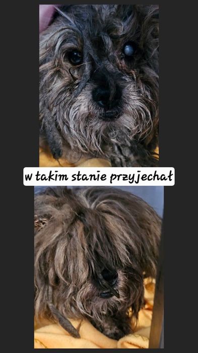 Mały dziadzio Zgredek bardzo potrzebuje domu