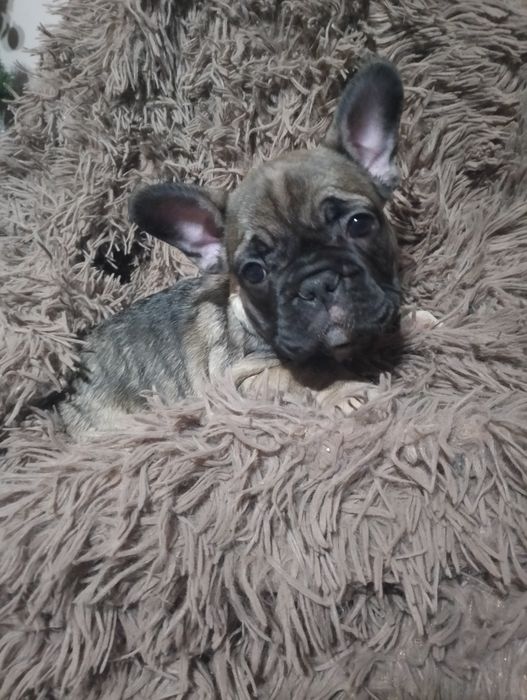 Buldożki francuskie