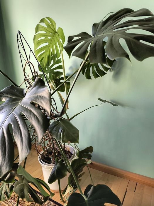 Kwiat Monstera wysoka 150cm