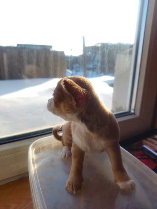 Продам цуценя Чихуахуа.