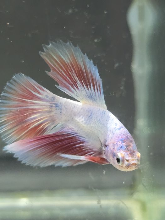 Tenho varios peixes bettas varias cores  com muita qualidade..
