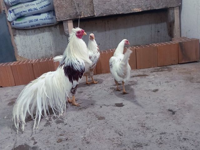 Яйце інкубаційне,курчата, Йокогама біле золото, золото.