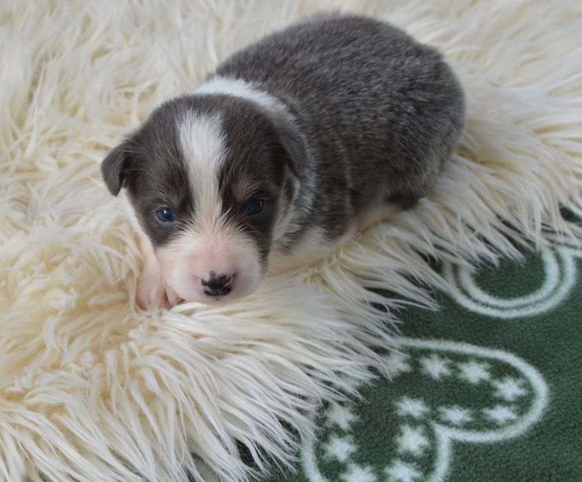Suczka Border Collie ZKwP / FCI niebieska tricolor
