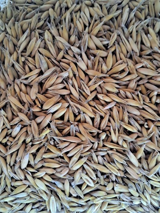 Sprzedam owies Bingo  zniwa 2025