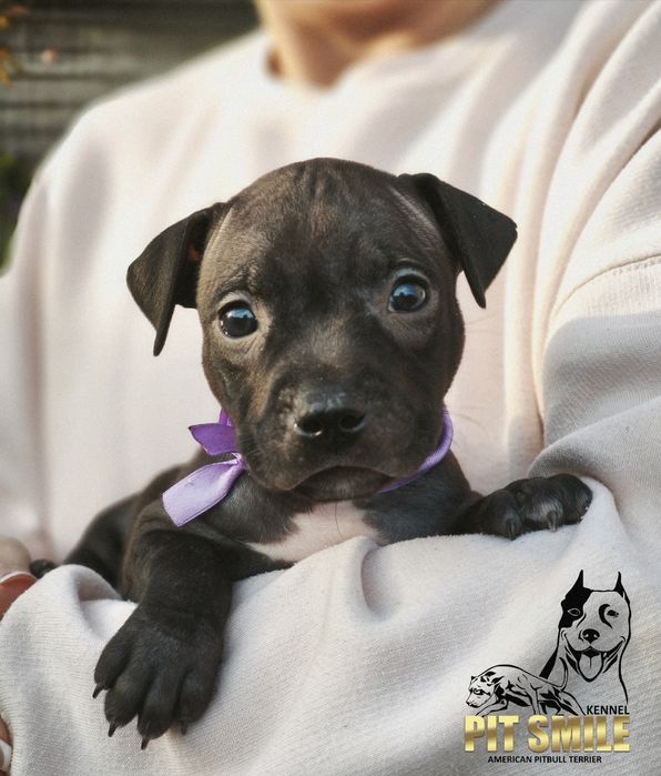 Американські пітбулі. Пітбультер'єр