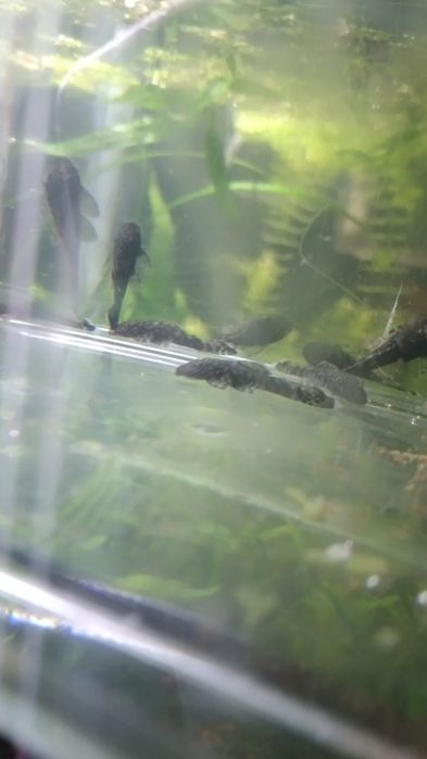 Ancistrus sp com 5a6cm
