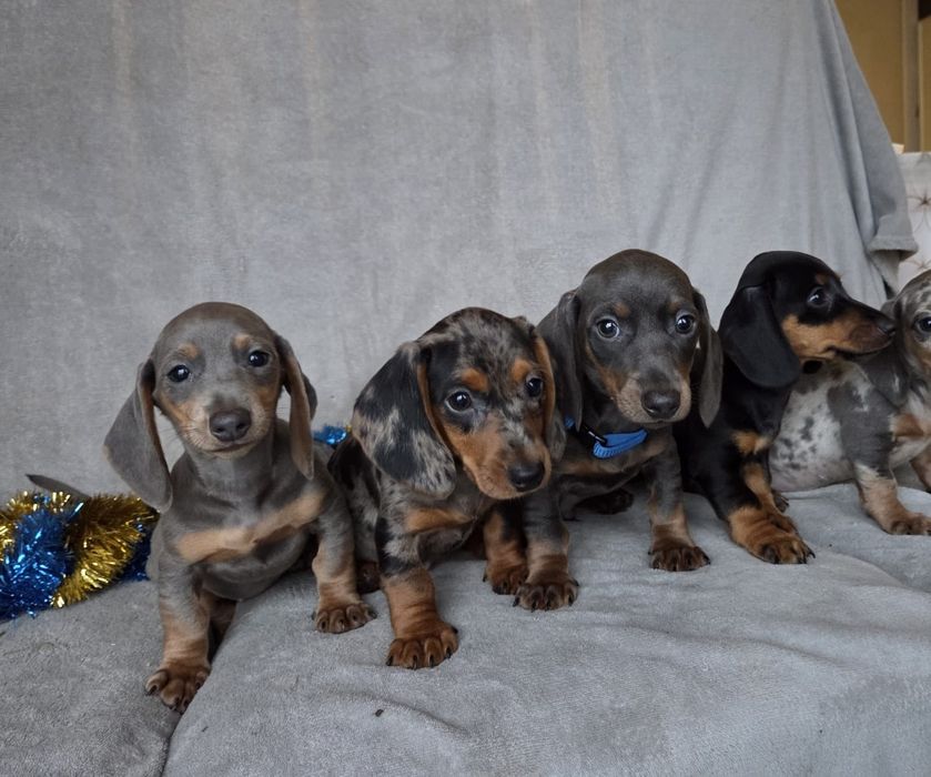 Jamnik miniaturowy - blue