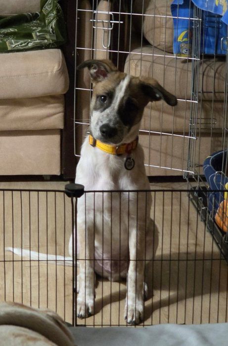 Отдам в хорошие руки