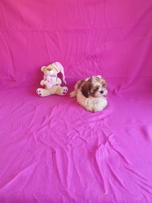 Shih-tzu Fêmea Maravilhosa