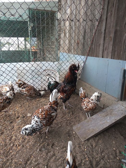 Jaja lęgowe kur ozdobnych Ayam cemani  Appenzeller, Brakla srebrna