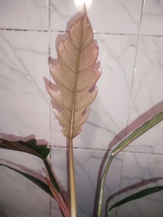 Монстера Karstenianum, Филодендрон Caramel Marble