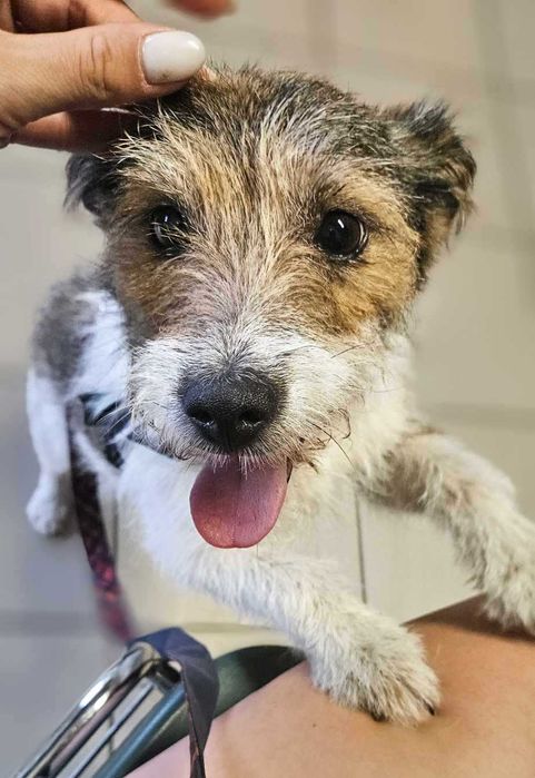 Daisy czeka na swój dom