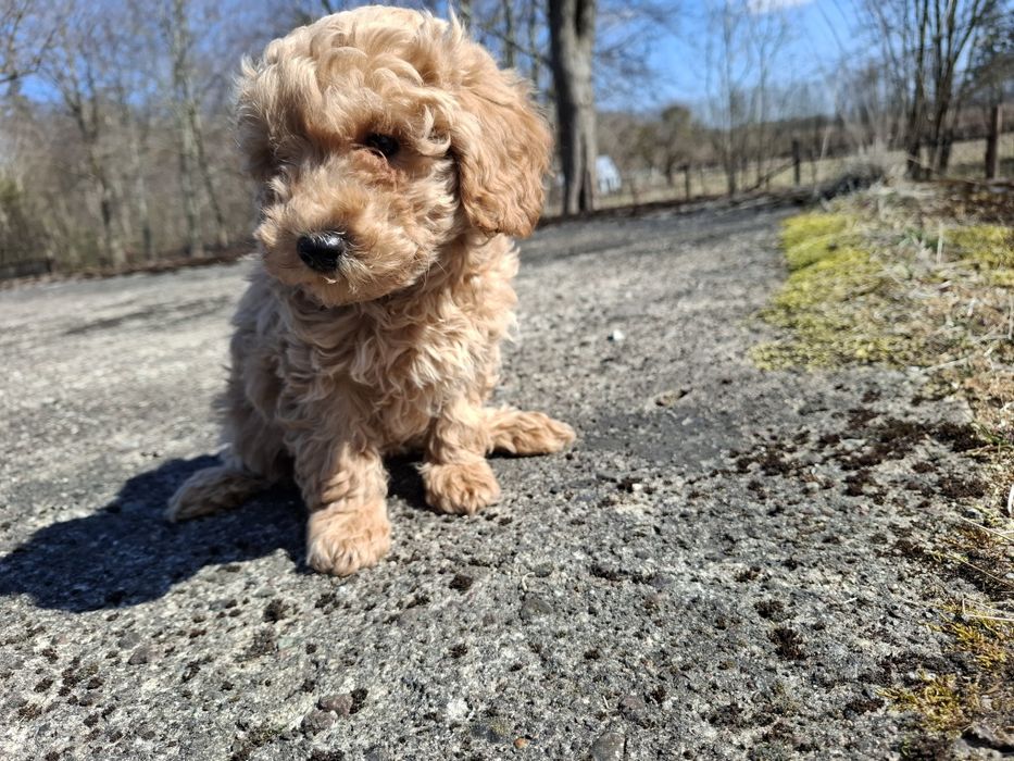 pudel miniaturowy suczka