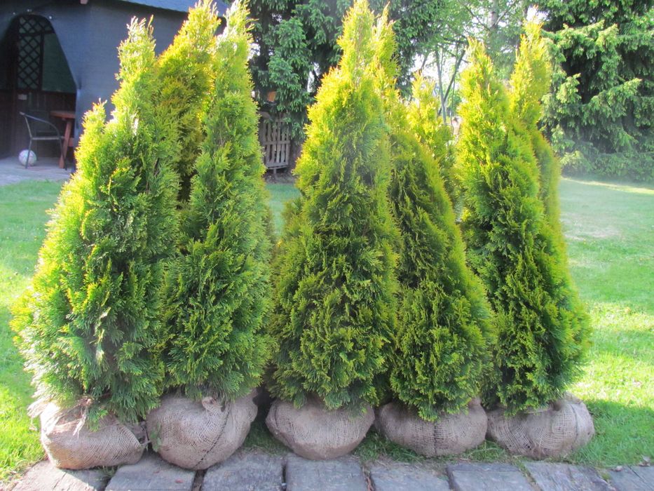 Tuja Szmaragd Gold , Janed Gold 110-150cm    PIĘKNE , Duży wybór