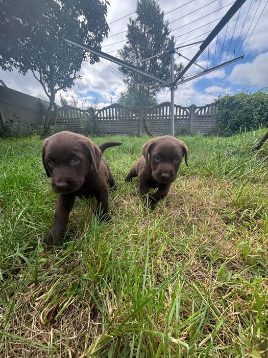 Labrador retriever czekoladowy szczeniak, piesek