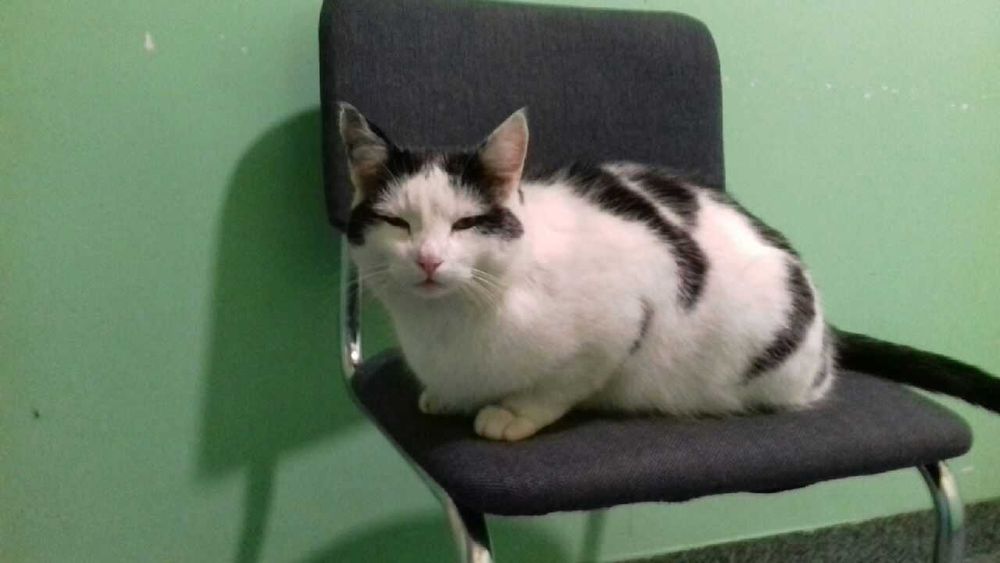 Zaginął kot z zawiniętym ogonkiem