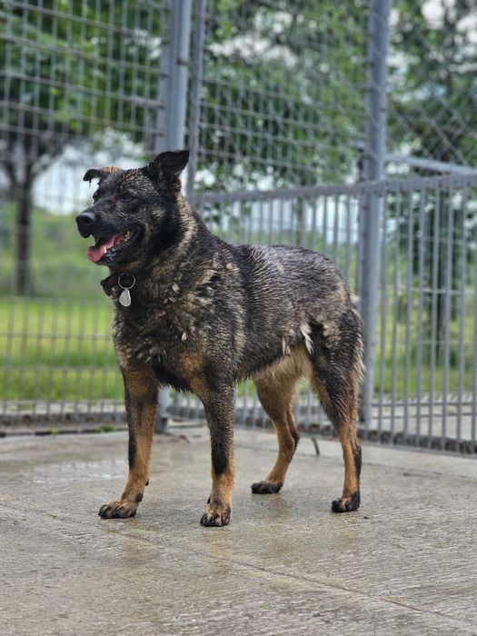 Strach to jego codzienność URATUJ HANSINA przed śmiercią w schronisku