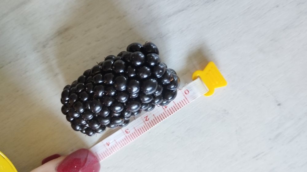 Саженцы крупноплодной ранней безшипной ежевики!Закрытая корневая!