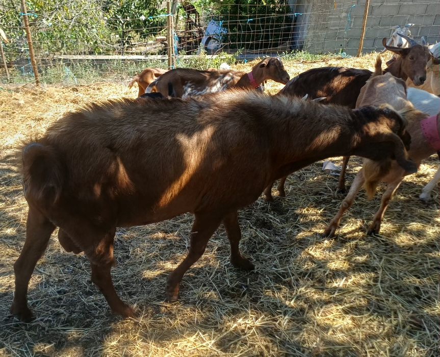 Chibo cruzado grande porte
