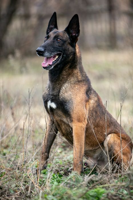 ВЯЗКА.   Малинуа Бельгийской овчарки кобель