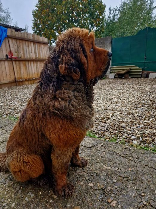 Тибетський мастиф  Чистокровний китаєць!!