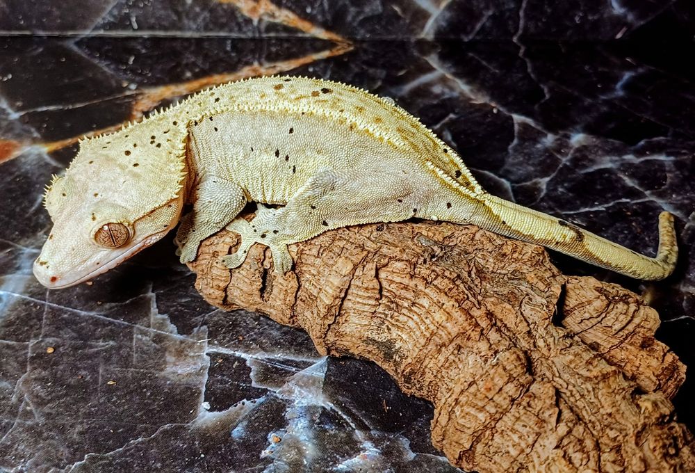 Gekon orzęsiony Samica