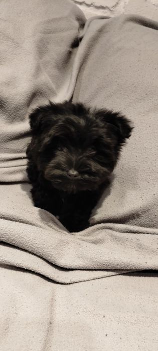 Yorkshire terrier Black pies