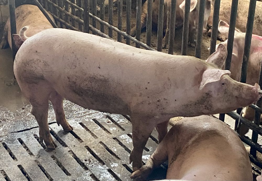 Свині живою вагою.