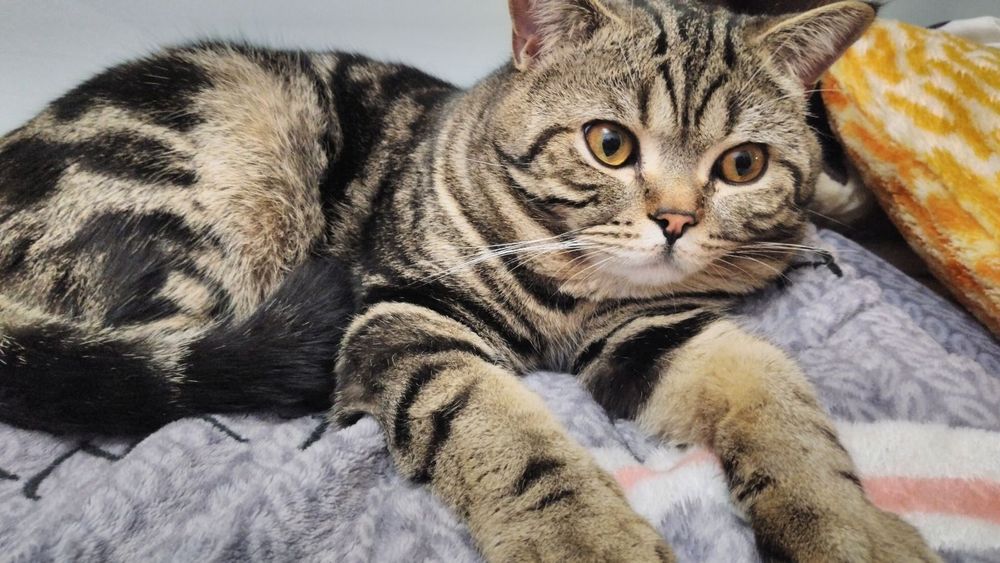 Шотландский красавчик приглашаем на вязку