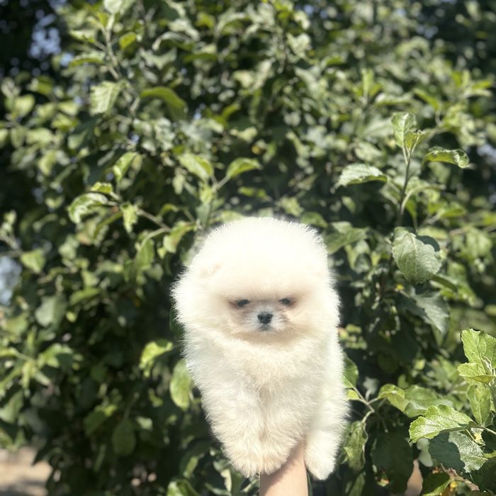 хлопчик шоу класу тип ведмедик