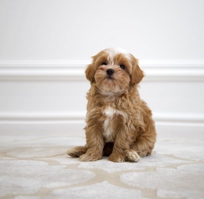 Елітні мальтипу — маленький формат великої любові