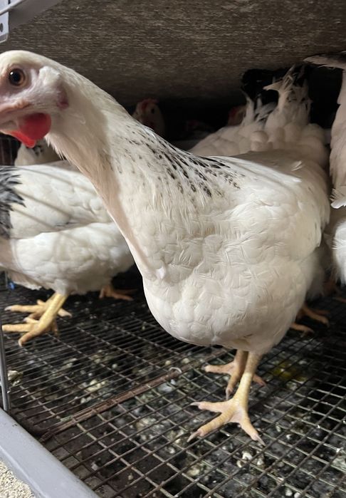 Кури домінанти.  ..