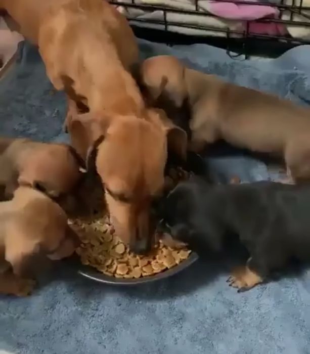 Руді дівчатка і хлопчик