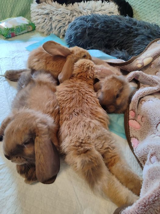 4 miesięczne Basia i Stasia polecają się do adopcji.