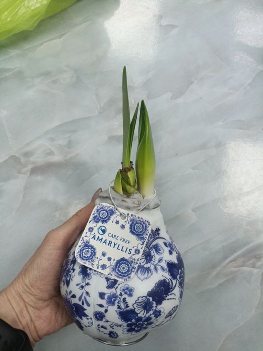 Амариліс великий  у  воску